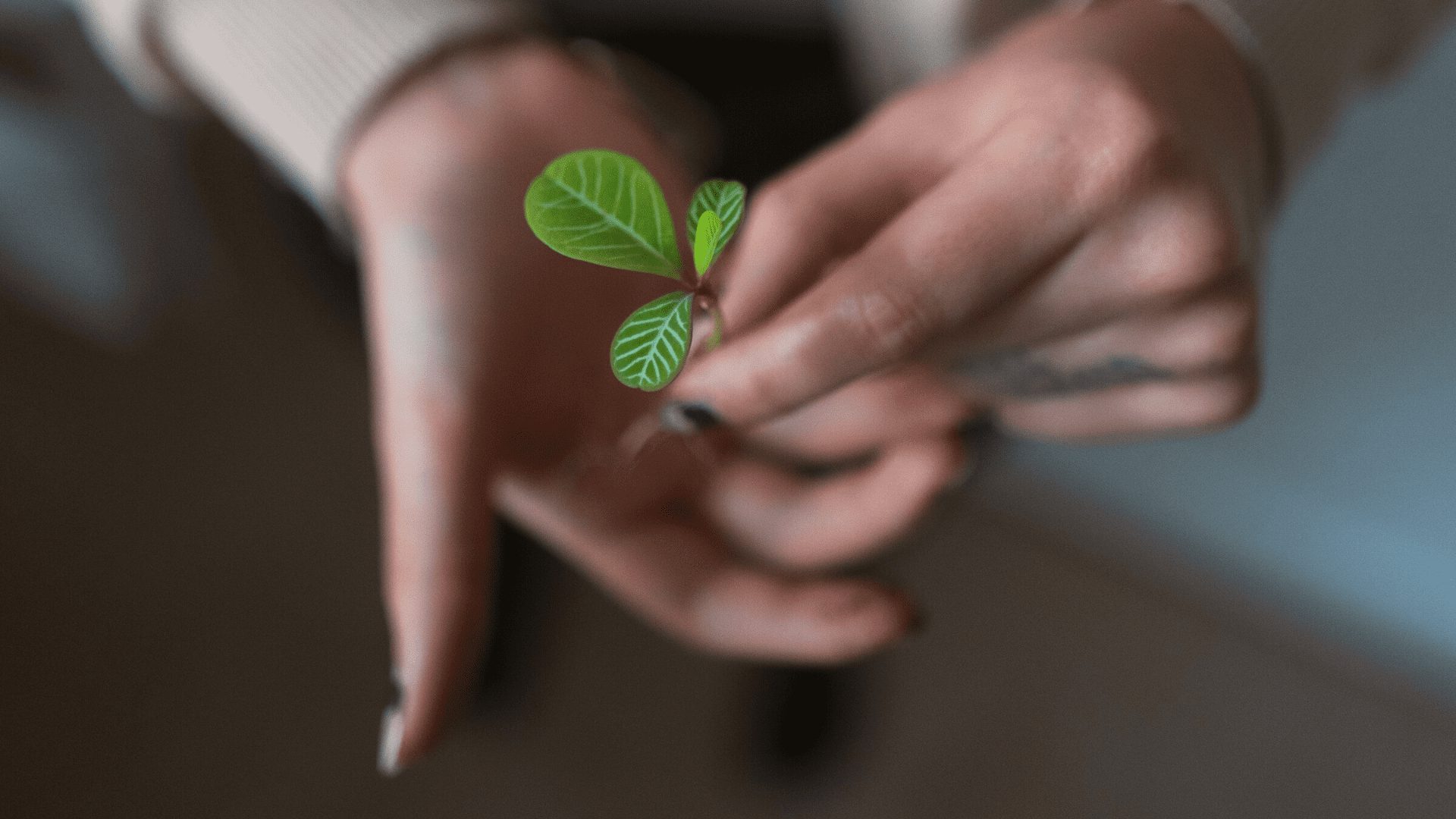 The growing use, by mid-market companies, of Independent IT consultants